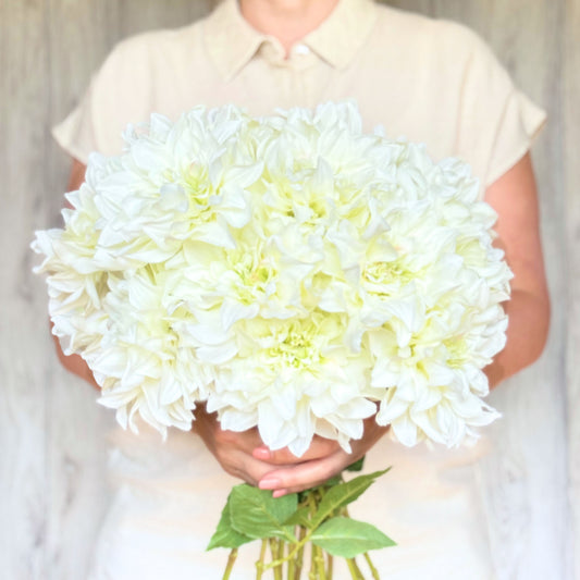 White Silk Dahlia