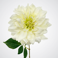 White Lime Dahlia
