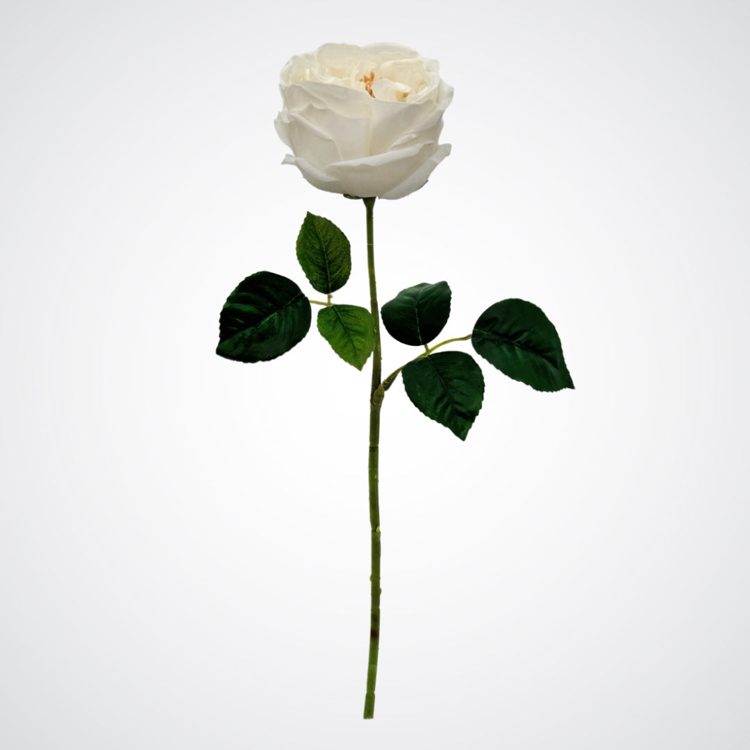 White Austin Rose