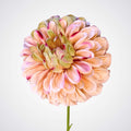 Mauve Dahlia
