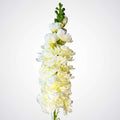 White Delphinium
