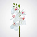 Small Orchid