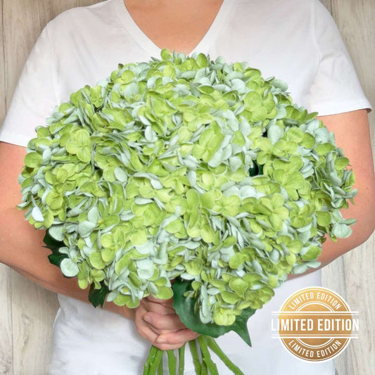 Antique Green Hydrangea
