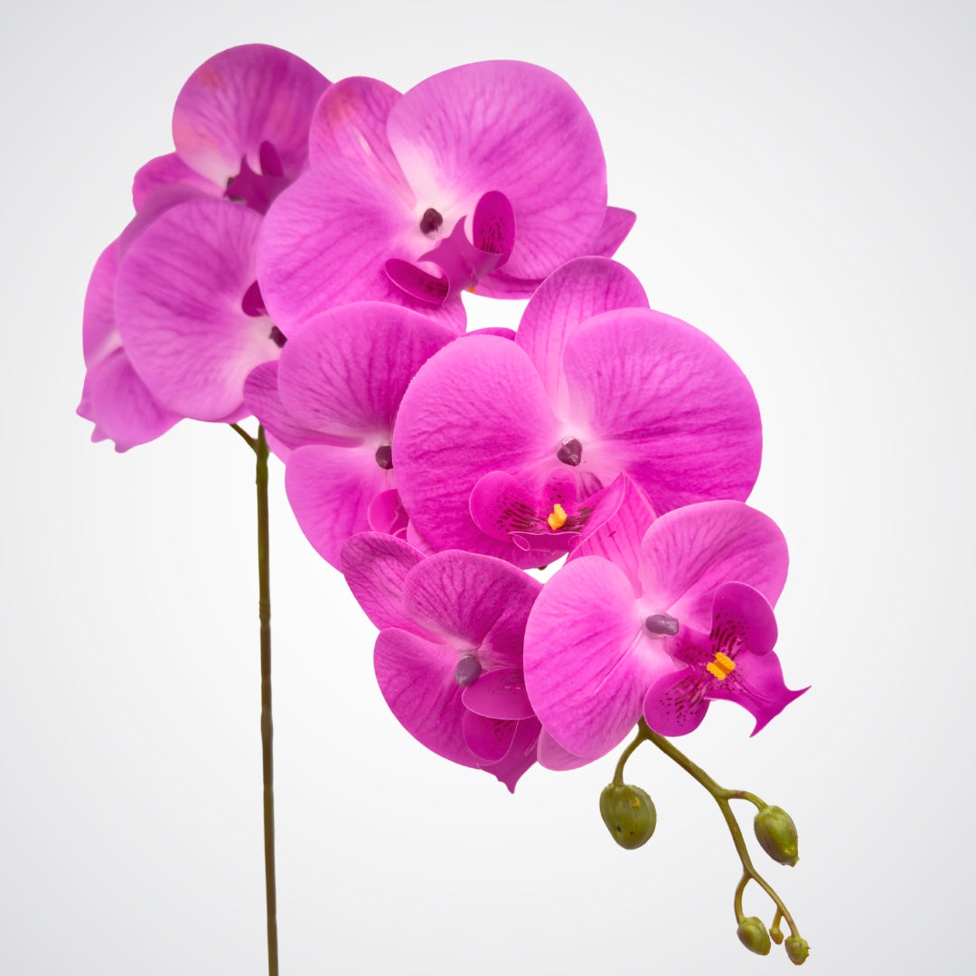 Fuchsia Orchid