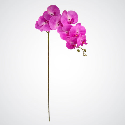Fuchsia Orchid