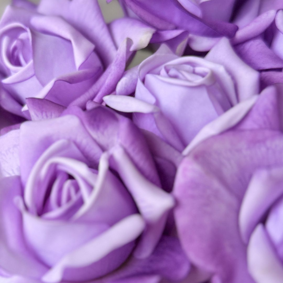 Lilac | 12 Real Touch artificial roses for Valentine's Day by My Faux Florist Canada
