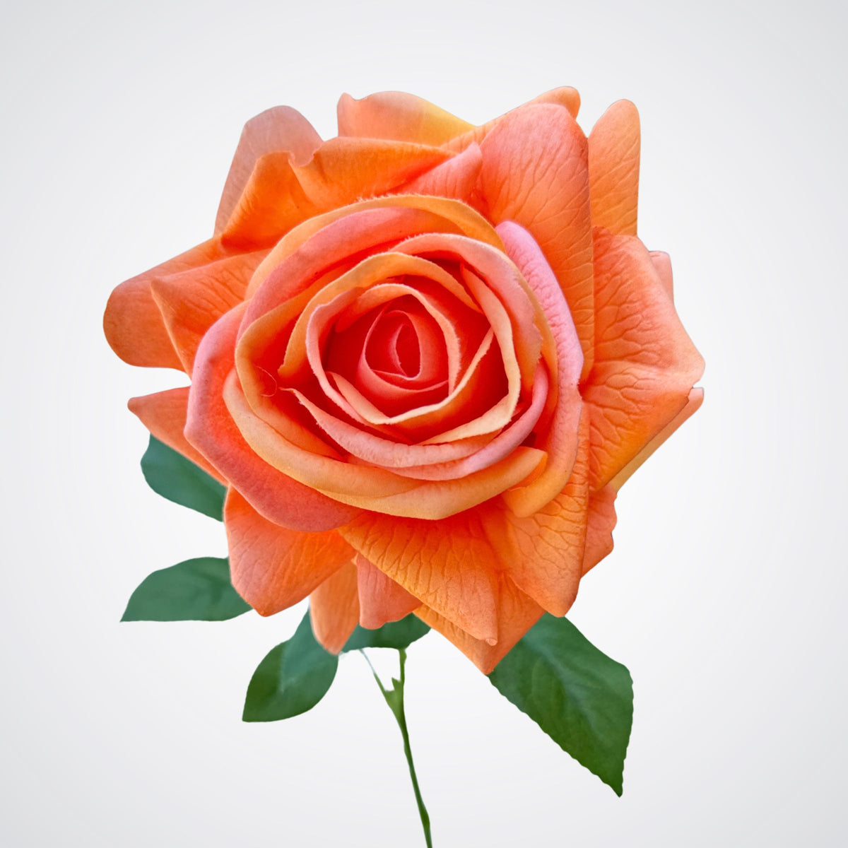 Light Orange Real Touch Rose