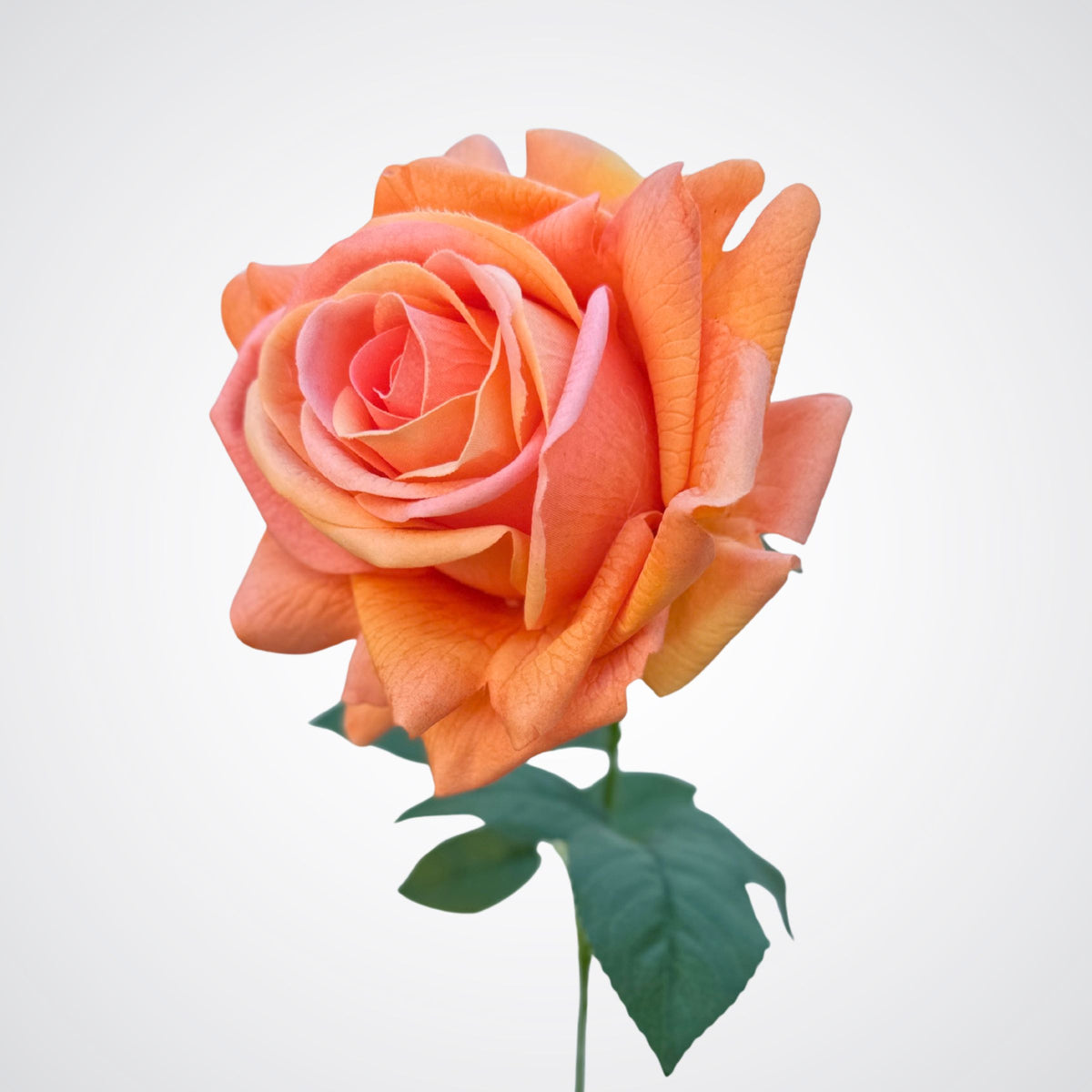 Light Orange Real Touch Rose