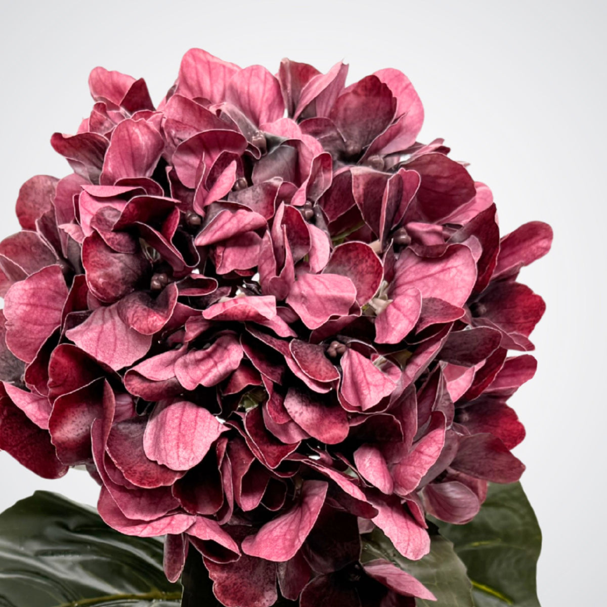 A close-up of a dark burgundy realistic faux hydrangea bloom with layered petals and a few dark green leaves against a plain light gray background. From My Faux Florist Canada.