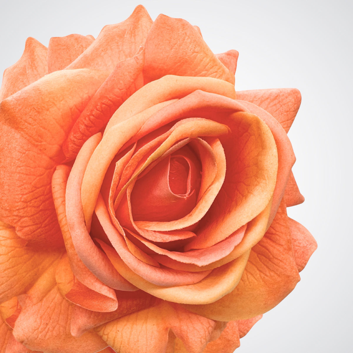 Light Orange Real Touch Rose