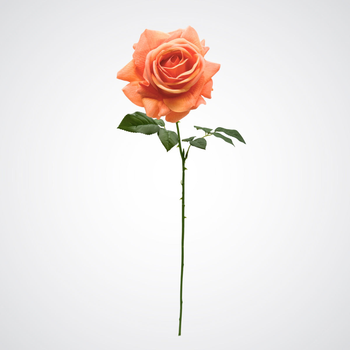 Light Orange Real Touch Rose